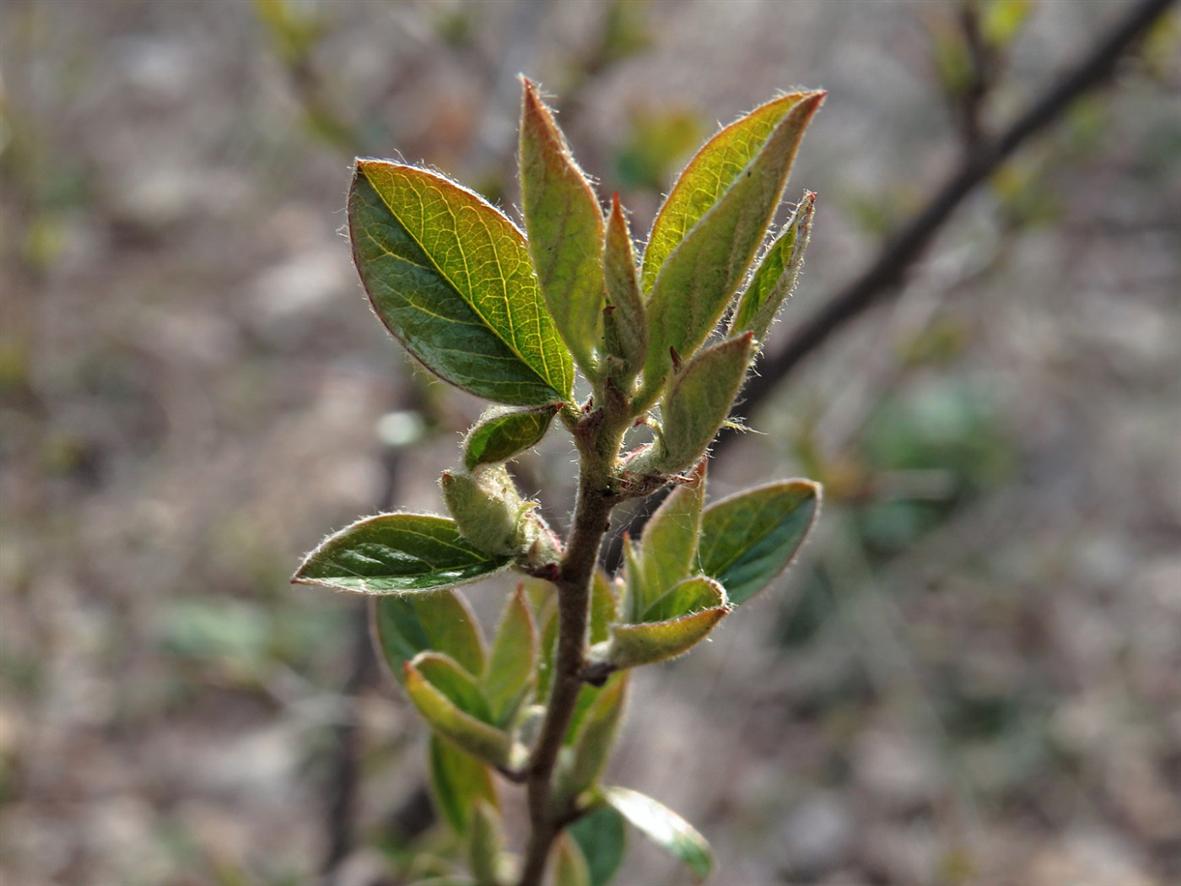 Image of Cotoneaster lucidus specimen.