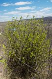 Euonymus verrucosus