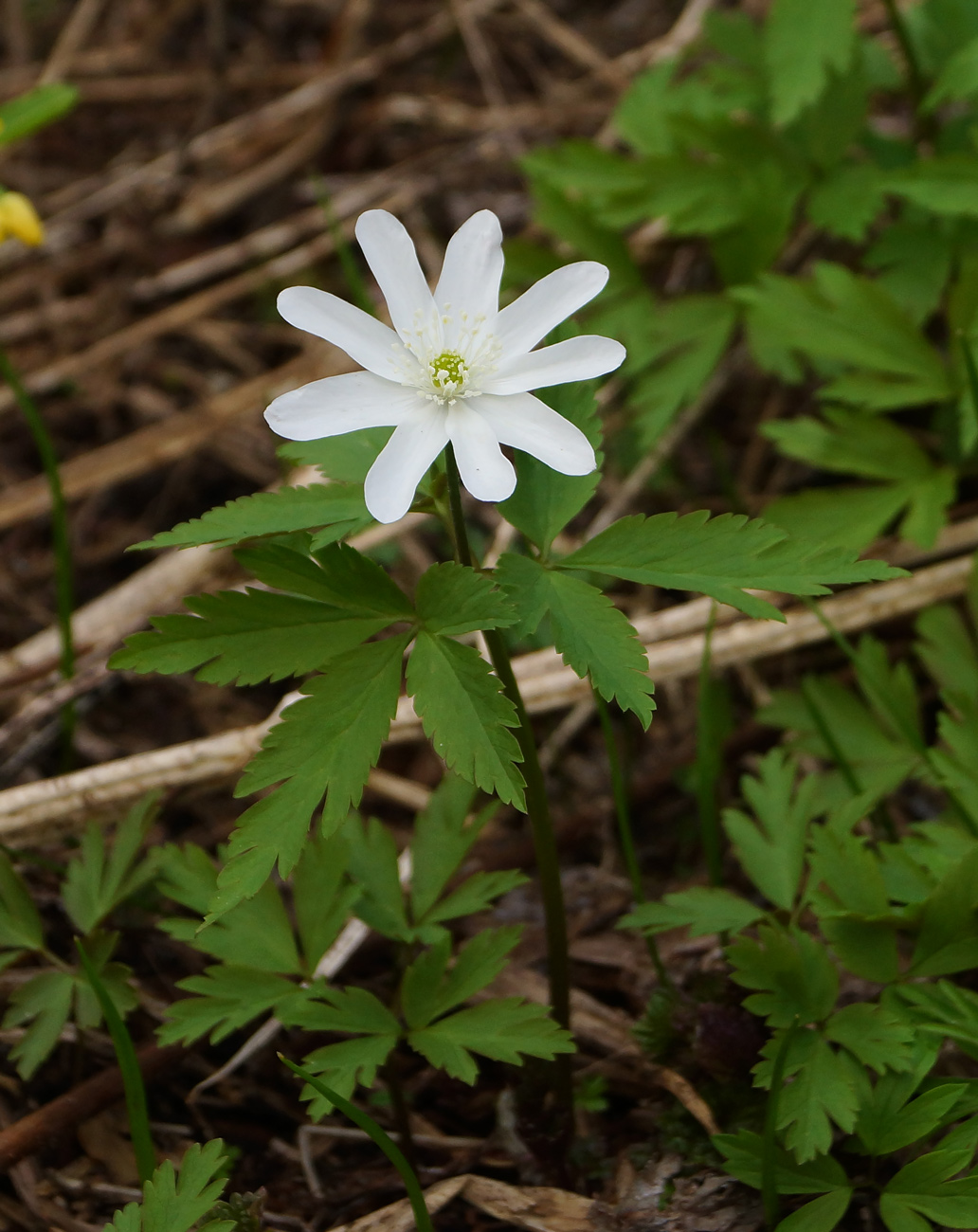 Image of Anemone altaica specimen.