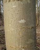 Fraxinus excelsior. Часть ствола сравнительно молодого дерева. Украина, Киев, заказник \"Лесники\", низинная часть. 5 апреля 2010 г.