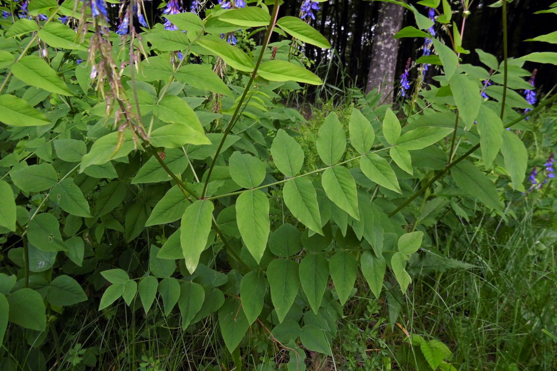 Изображение особи Galega orientalis.