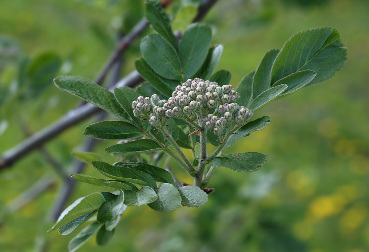 Image of Sorbus meinichii specimen.