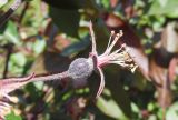 Malus &times; purpurea