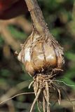 Allium atroviolaceum