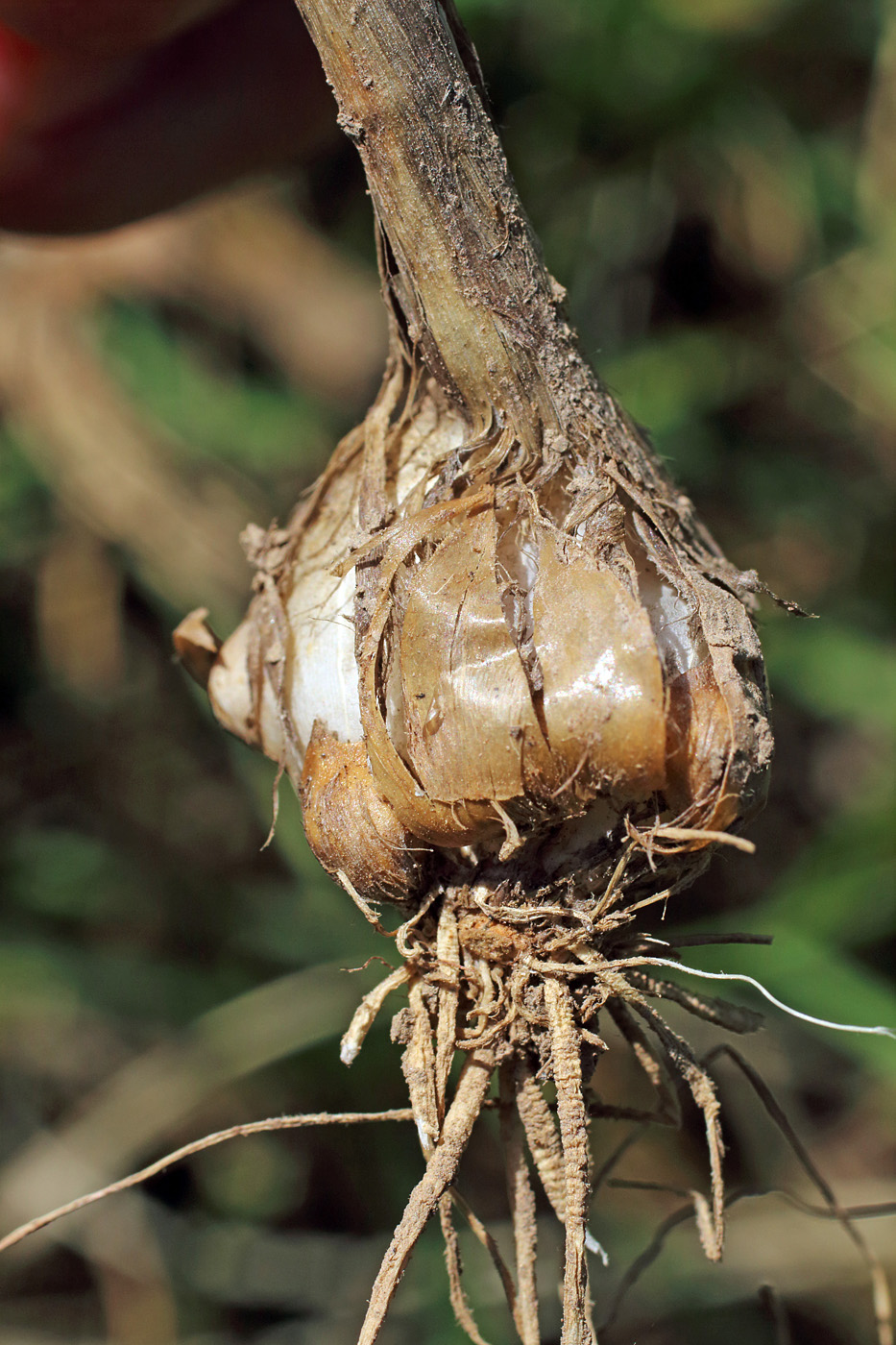 Image of Allium atroviolaceum specimen.