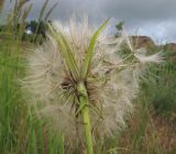 Tragopogon dubius. Верхушка побега с соплодием. Краснодарский край, Темрюкский р-н, гора Дубовый Рынок, разнотравно-злаковый луг. 17.06.2017.