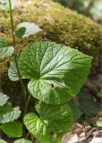 Pachyphragma macrophyllum. Нижняя часть плодоносящего растения с прикорневыми листьями. Грузия, г. Боржоми, Центральный парк Боржоми, берег р. Боржомула, лужайка. 01.05.2017.