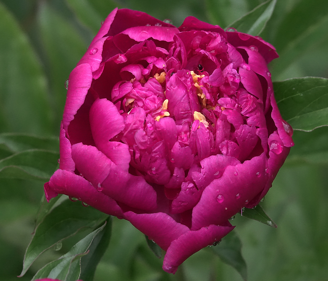 Изображение особи Paeonia lactiflora.