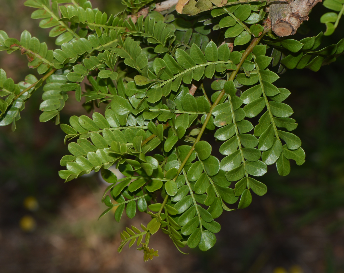 Image of Schotia afra specimen.