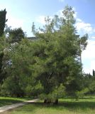 Pinus pityusa. Молодые плодоносящие деревья. Абхазия, Гагрский р-н, г. Пицунда. 26 августа 2009 г.