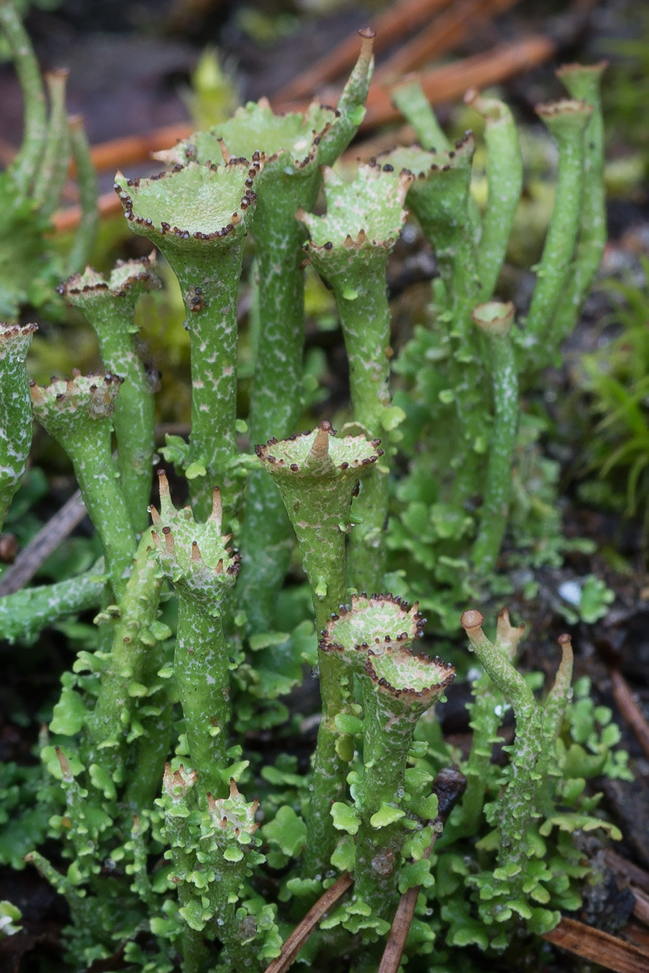 Image of Cladonia gracilis ssp. turbinata specimen.