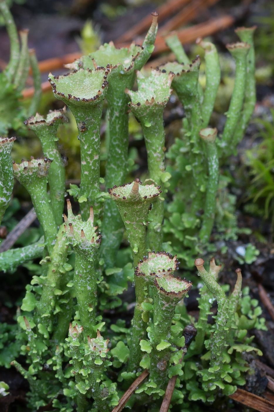 Изображение особи Cladonia gracilis ssp. turbinata.