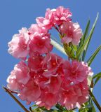 Nerium oleander