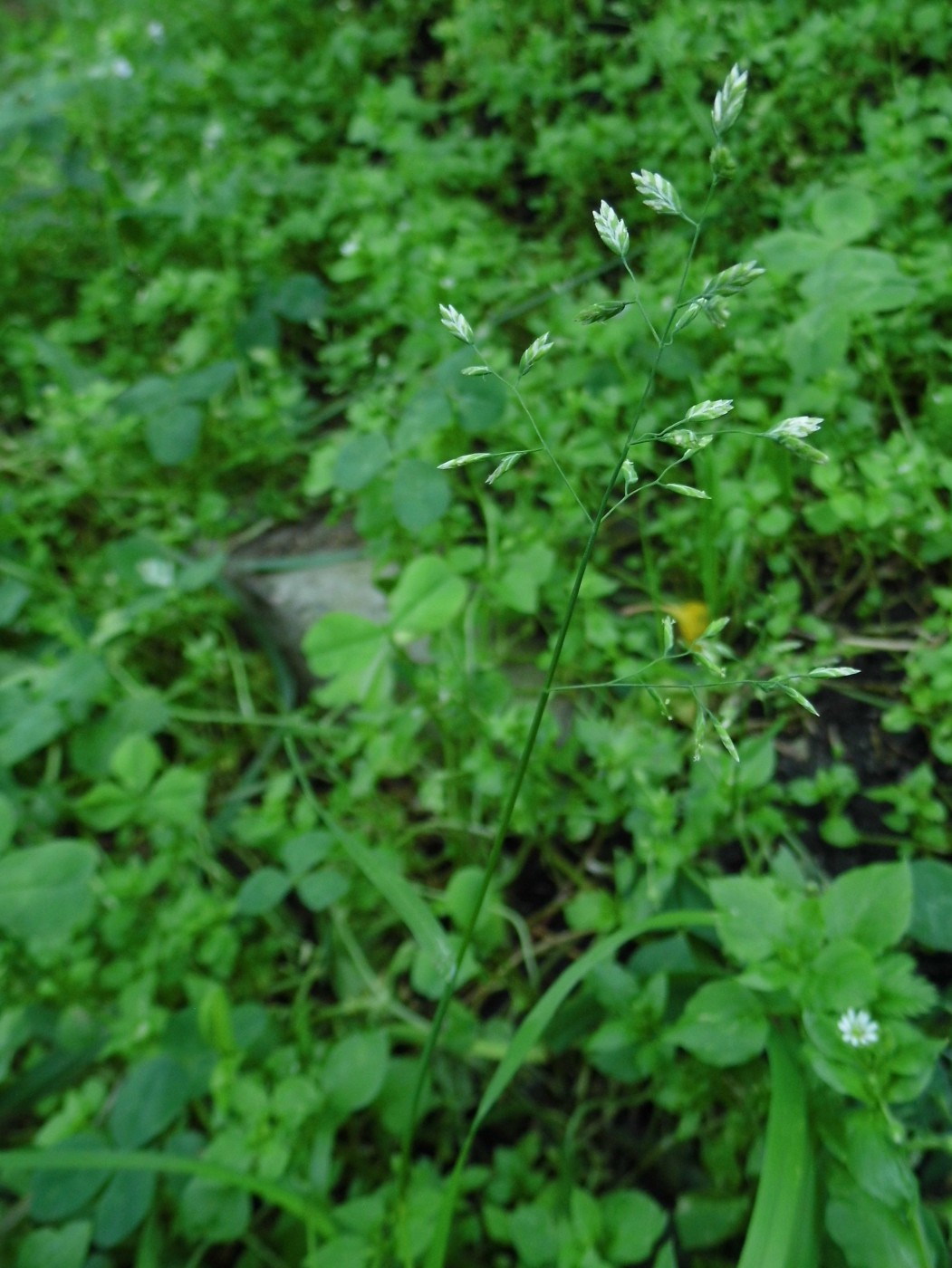 Image of Poa annua specimen.