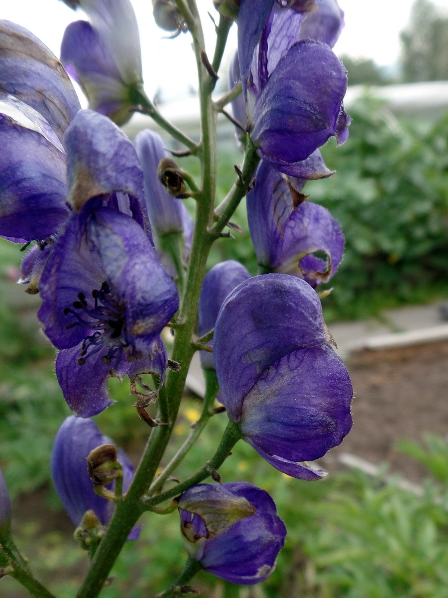 Изображение особи Aconitum × stoerkianum.