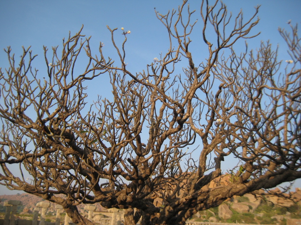 Image of genus Plumeria specimen.