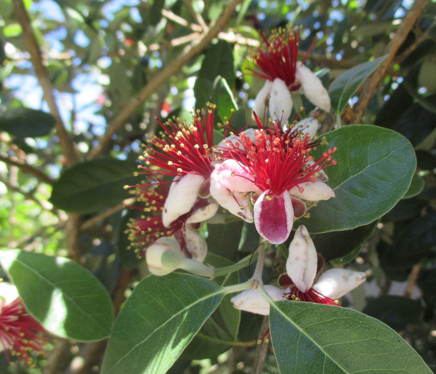 Image of Acca sellowiana specimen.