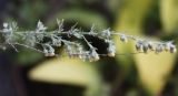 Artemisia frigida. Соцветие. Алтай, окр. п. Манжерок, скала на г. Черепан. 26.08.2009.