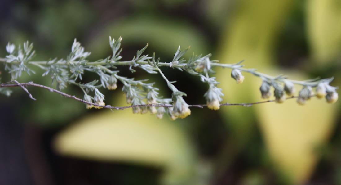 Изображение особи Artemisia frigida.