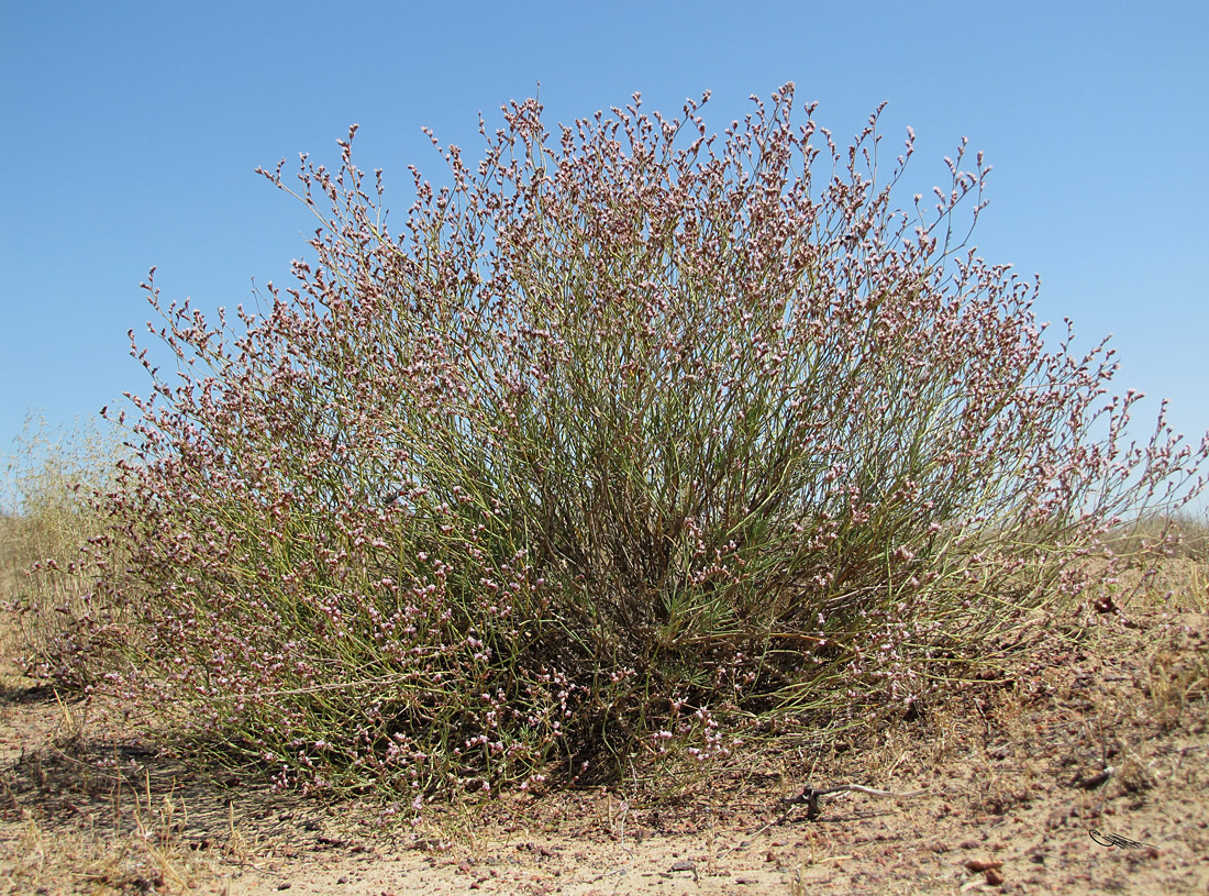 Image of Limonium leptophyllum specimen.