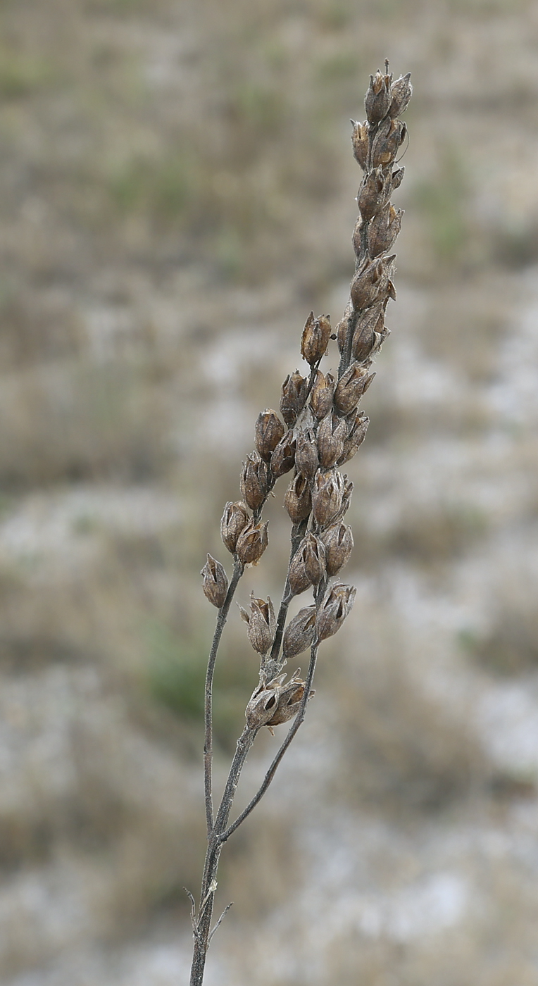 Image of genus Odontites specimen.