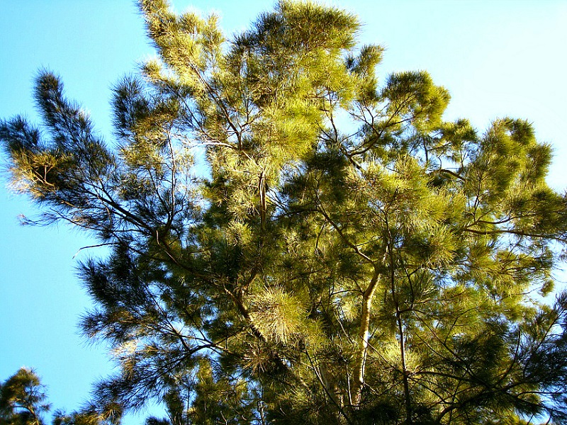 Image of Casuarina cunninghamiana specimen.