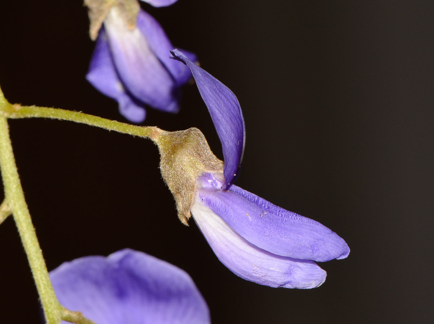 Изображение особи Bolusanthus speciosus.