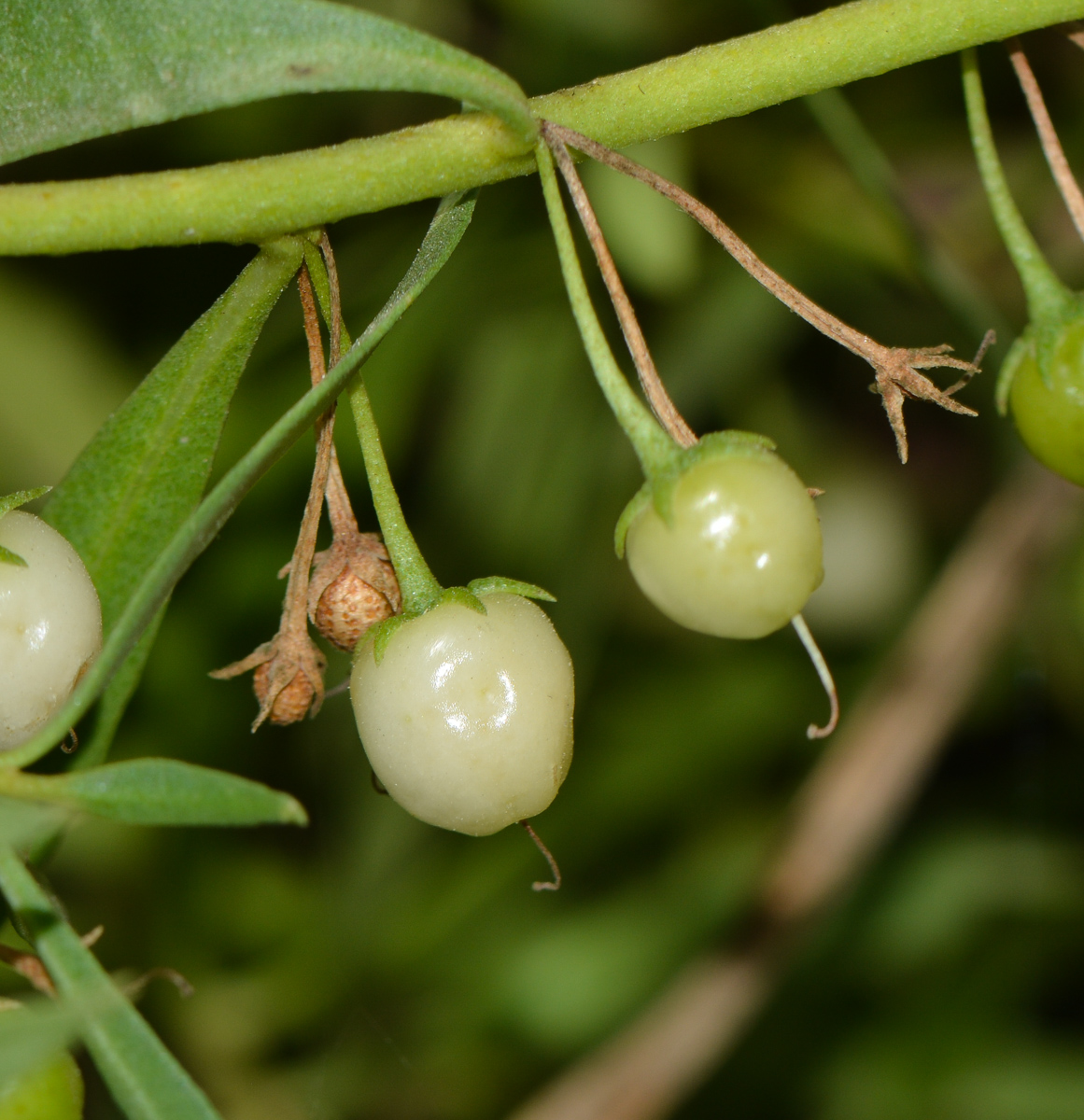 Изображение особи Myoporum parvifolium.
