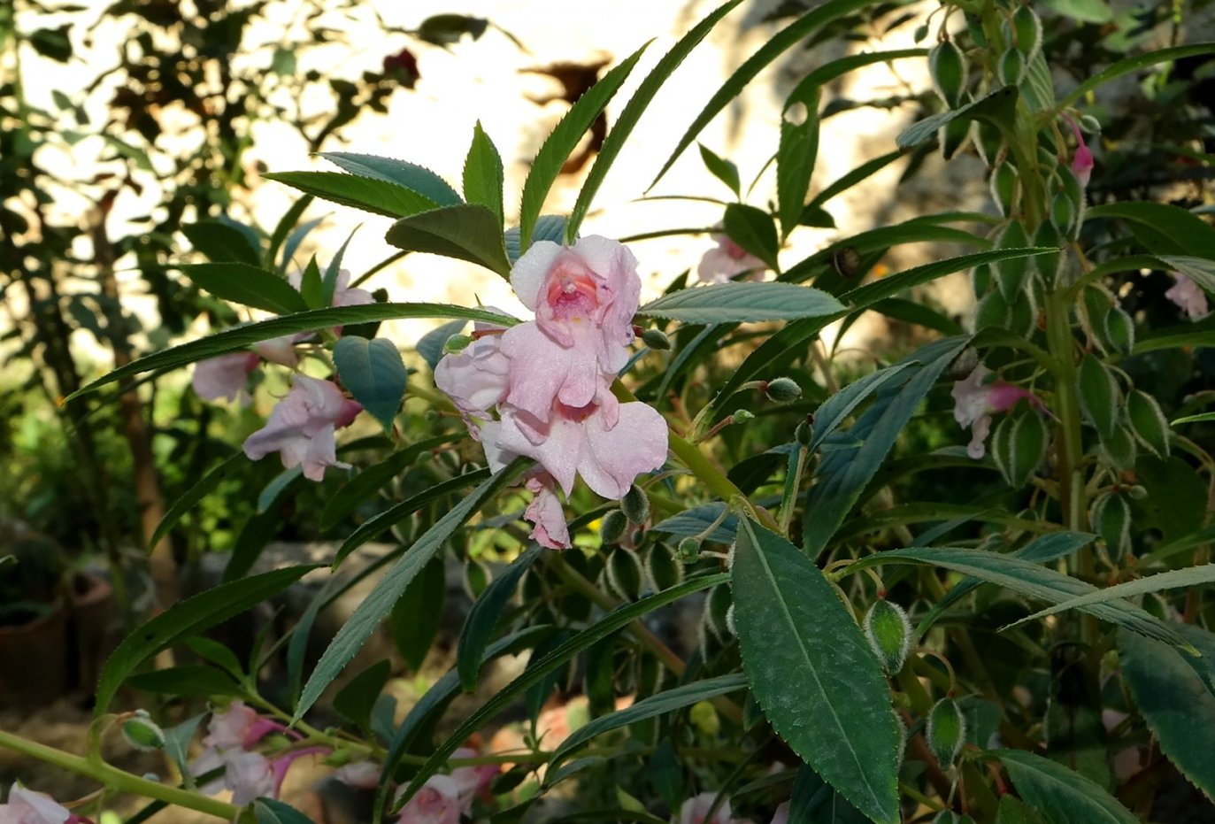 Image of Impatiens balsamina specimen.