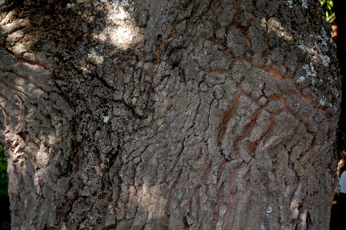 Изображение особи Quercus cerris.