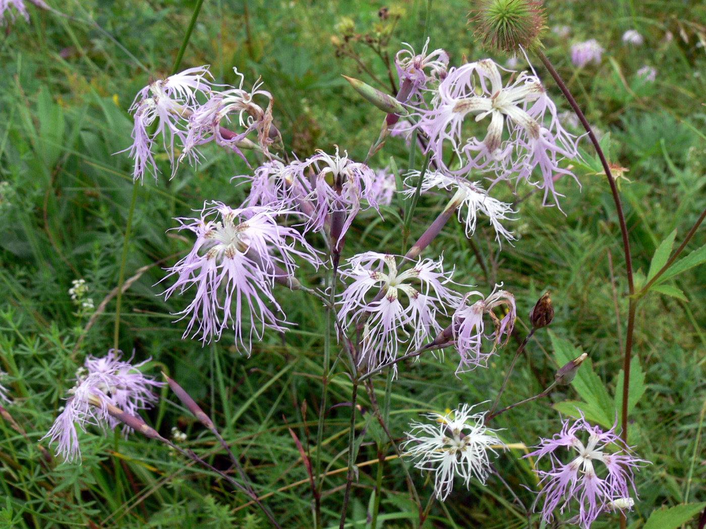 Image of Dianthus superbus specimen.