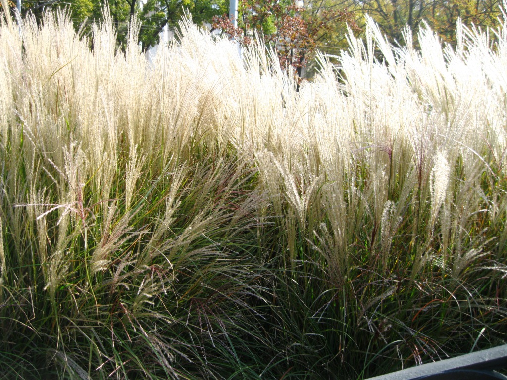 Изображение особи Miscanthus sinensis.