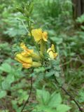 Chamaecytisus ruthenicus. Верхушка цветущего побега. Свердловская обл., окр. г. Североуральск, сосново-еловый лес. 25.06.2017.