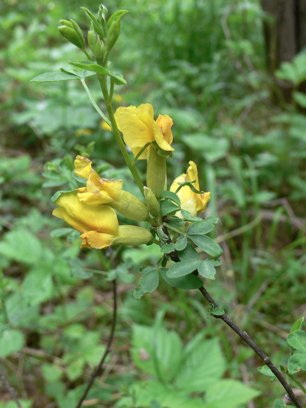 Изображение особи Chamaecytisus ruthenicus.