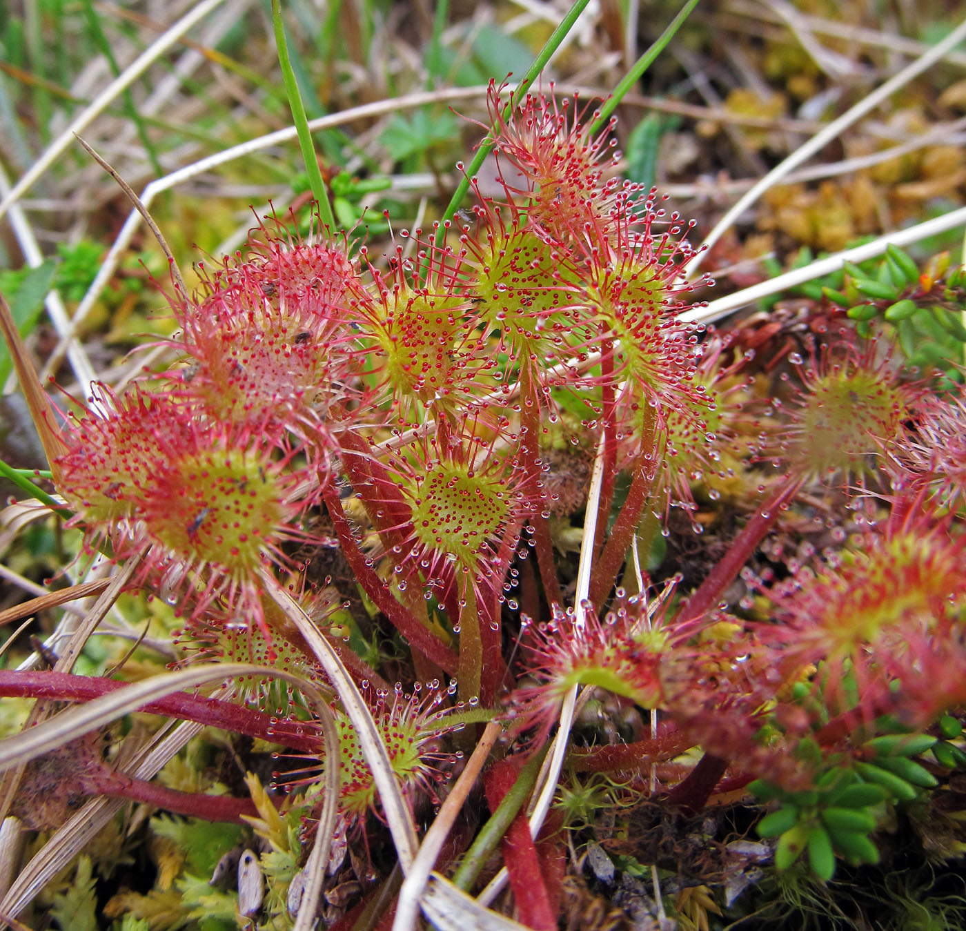 Изображение особи Drosera rotundifolia.