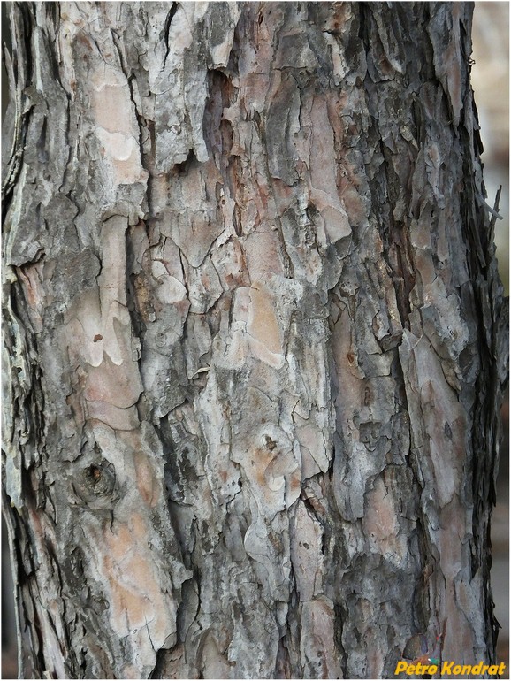 Image of Pinus pallasiana specimen.