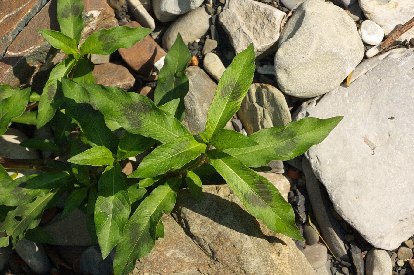 Изображение особи род Persicaria.