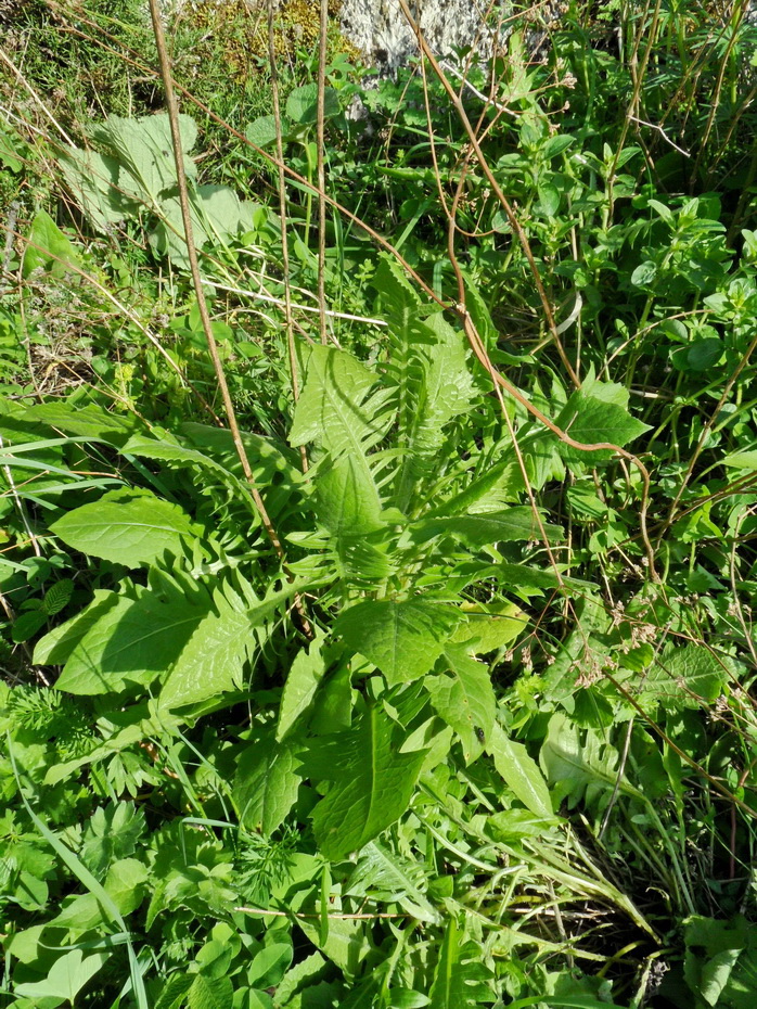 Изображение особи семейство Asteraceae.