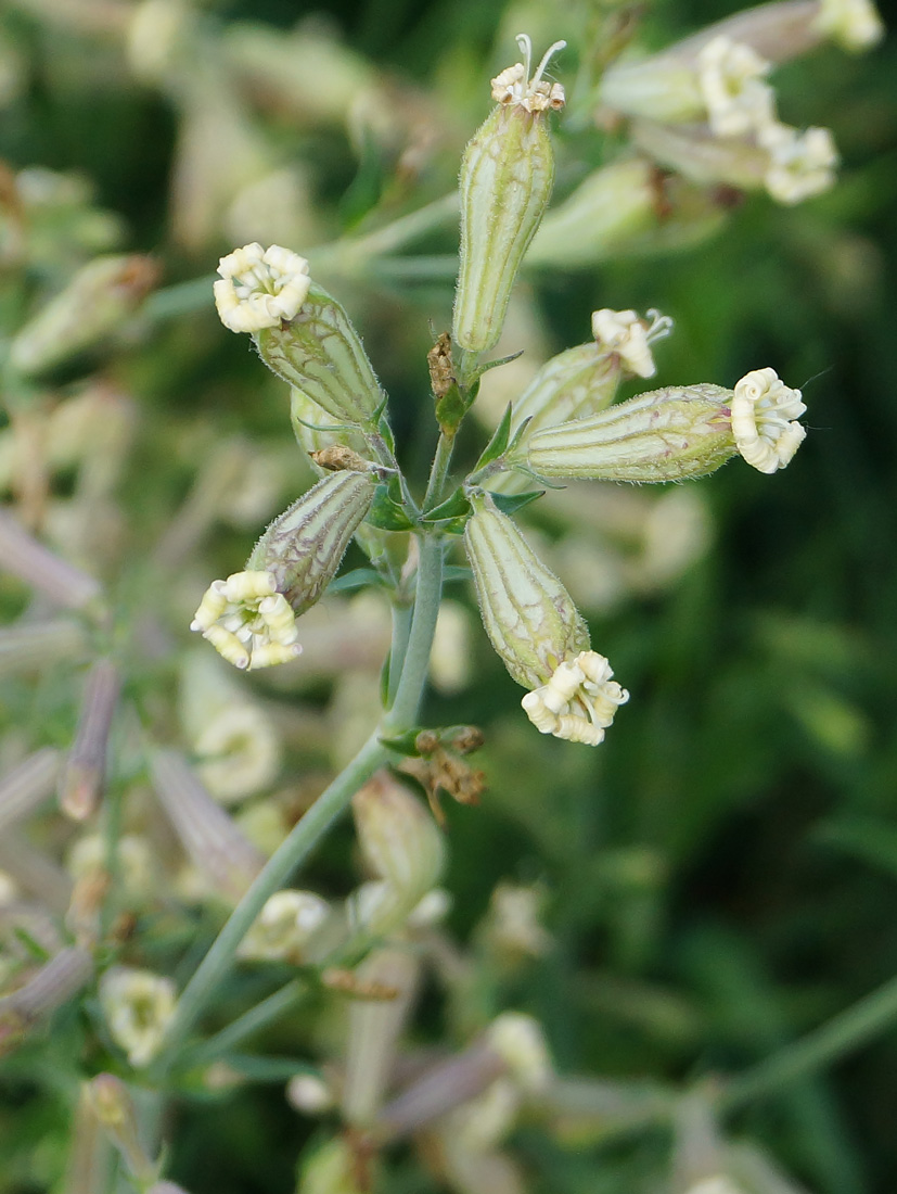 Image of Silene amoena specimen.