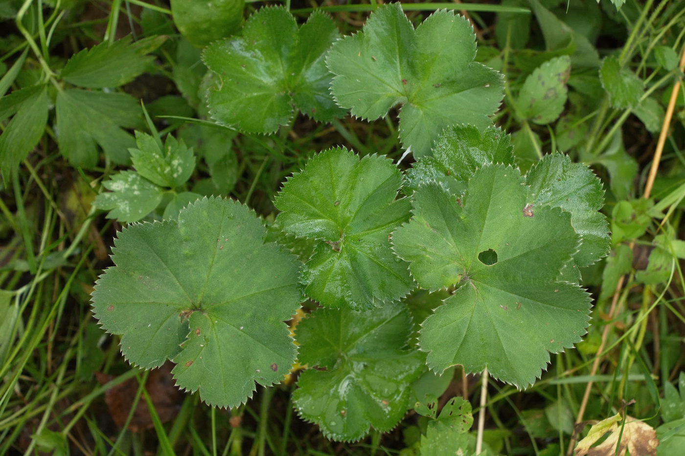 Изображение особи род Alchemilla.