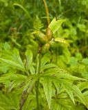 Paeonia anomala. Верхушка плодоносящего побега. Средний Урал, Пермский край, Добрянский р-н, 3 км от ст. Ярино к востоку, опушка смешанного леса. 12 августа 2017 г.