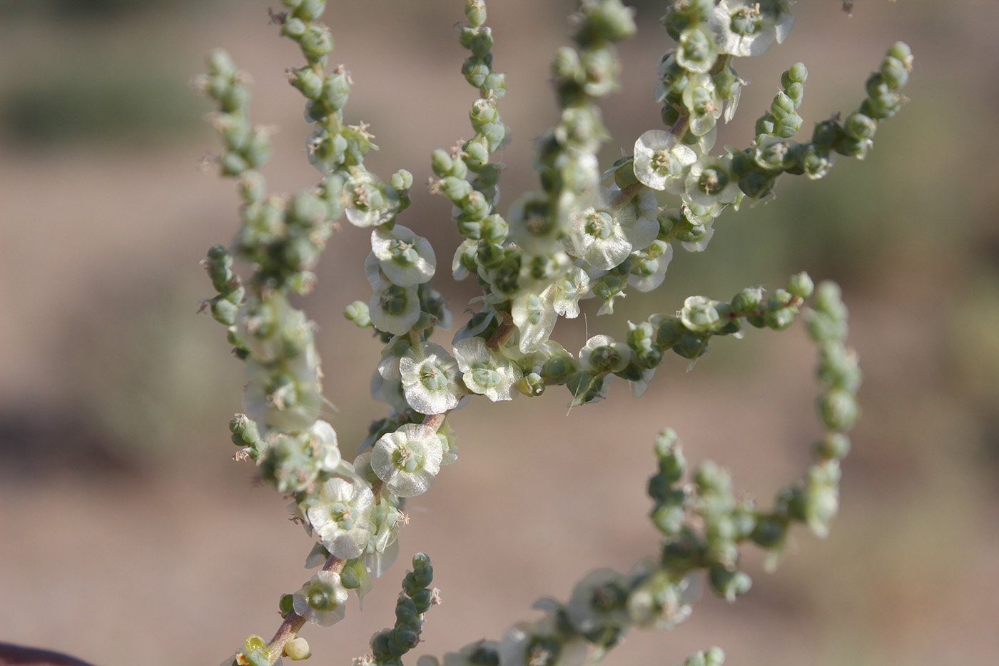 Изображение особи род Salsola.