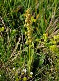 Dactylorhiza viridis