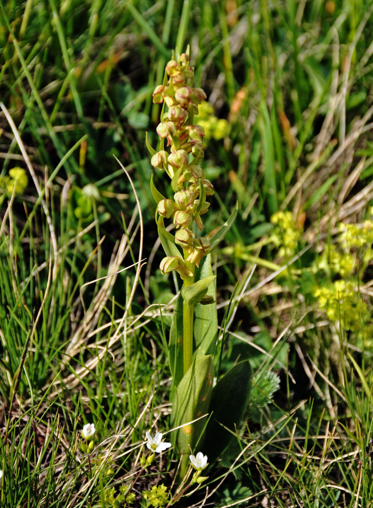 Image of Dactylorhiza viridis specimen.
