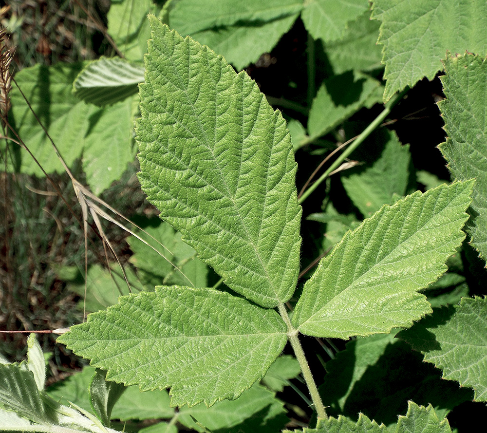 Изображение особи Rubus canescens.