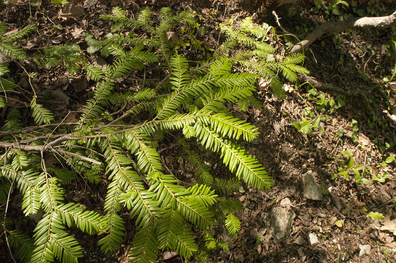 Изображение особи Taxus baccata.