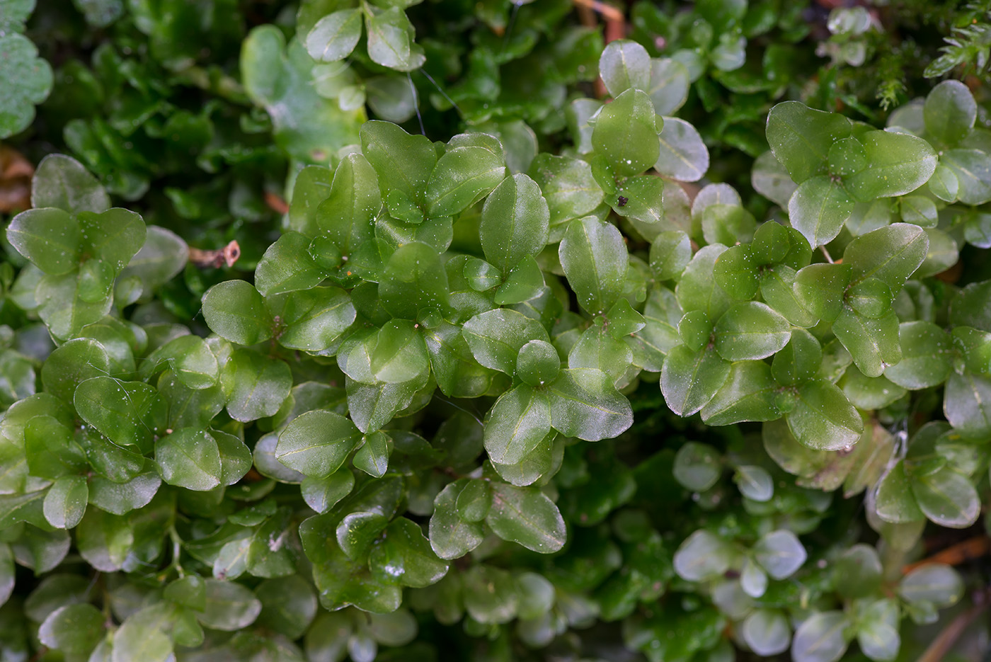 Image of Rhizomnium punctatum specimen.