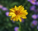 Heliopsis helianthoides