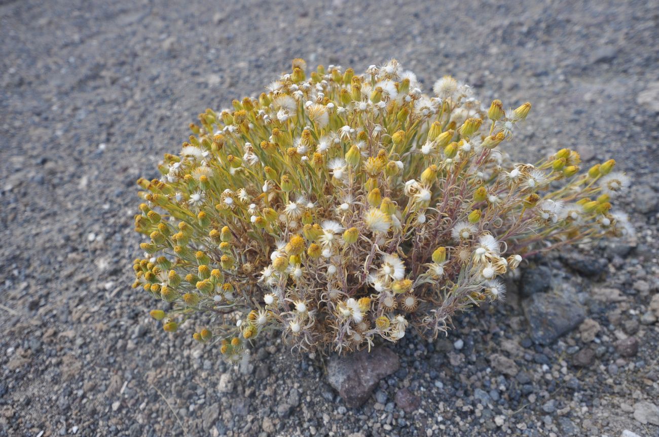 Изображение особи семейство Asteraceae.