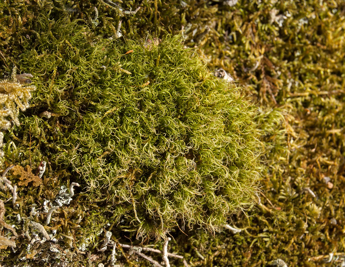 Image of division Bryophyta specimen.